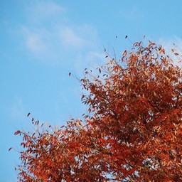 紅葉