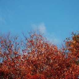 紅葉