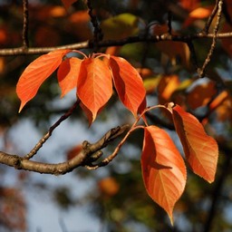 紅葉