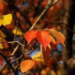 紅葉