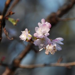 十月桜