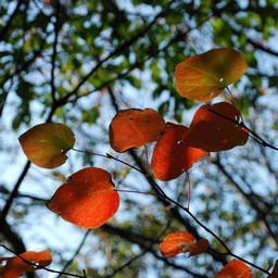 紅葉