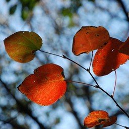 紅葉