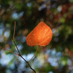 紅葉