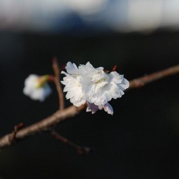 寒桜