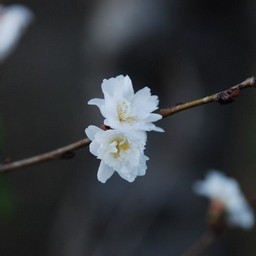寒桜