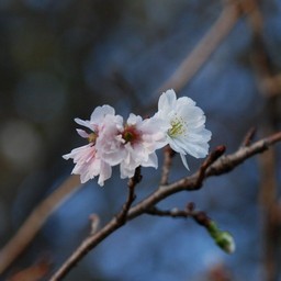 寒桜