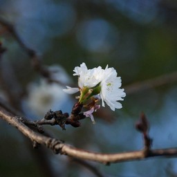 寒桜