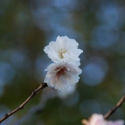 寒桜