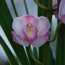 華かんざし