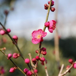 梅
