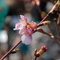 河津桜