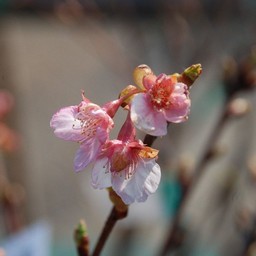 河津桜