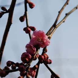 梅