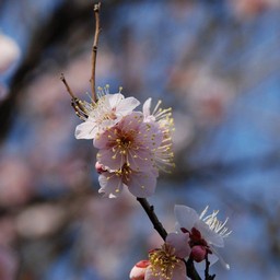 梅
