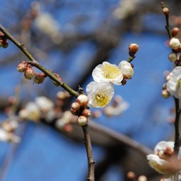 梅