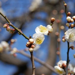 梅