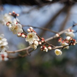 梅