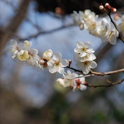 梅