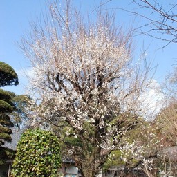 梅