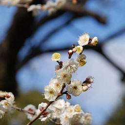 梅