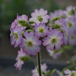 雲南桜草
