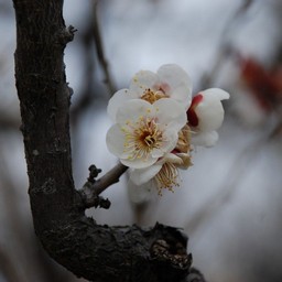 梅