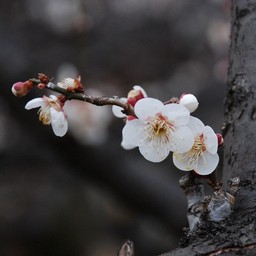 梅