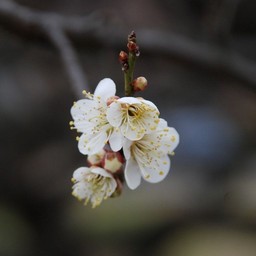 梅
