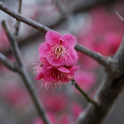 梅