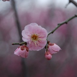 梅