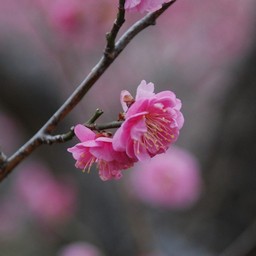 梅