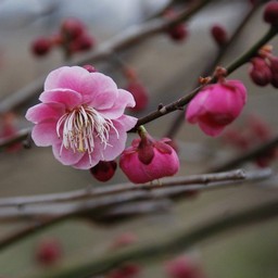 梅