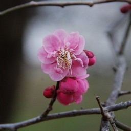 梅