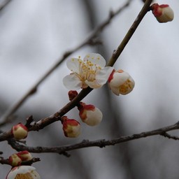 梅