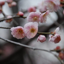 梅