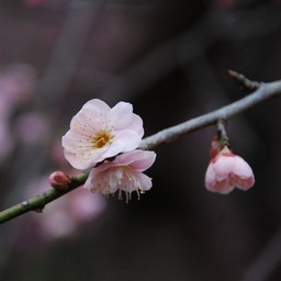 梅
