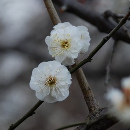 梅