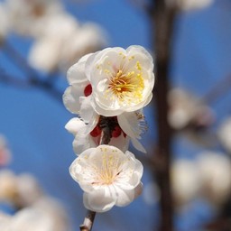 梅
