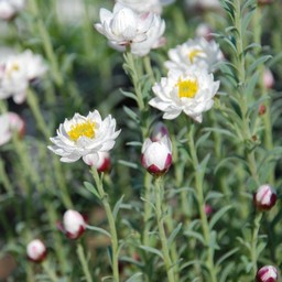 花かんざし