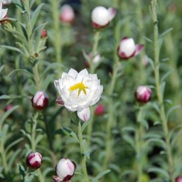 花かんざし