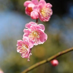 梅