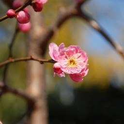 梅