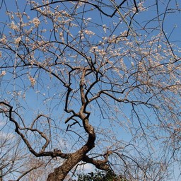 梅