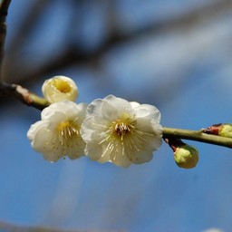 梅
