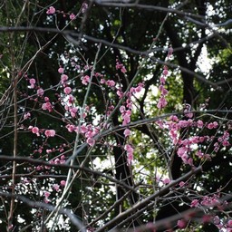 梅