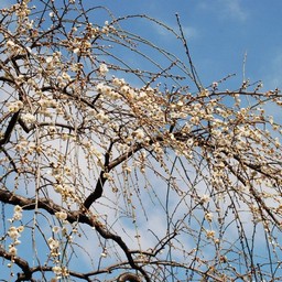 梅