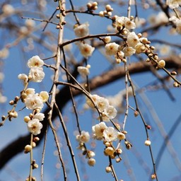 梅