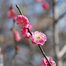 梅