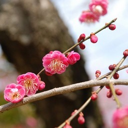 梅